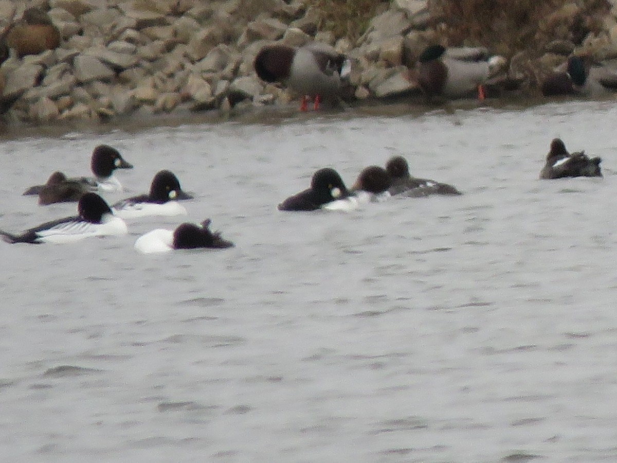 hohol severní - ML646549971