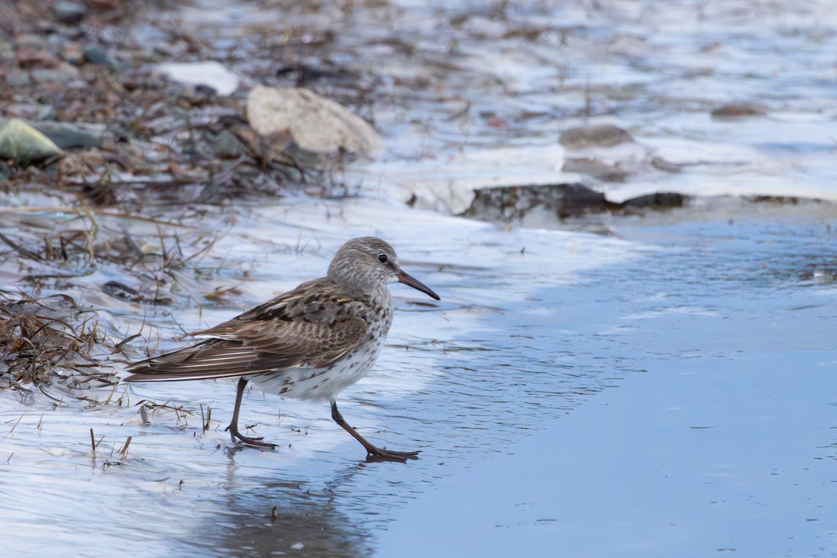 Ak Sokumlu Kumkuşu - ML646549972