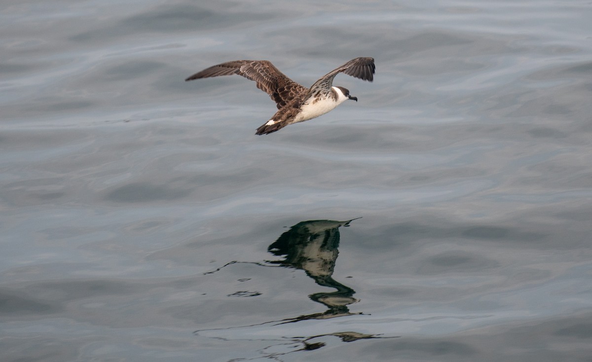 Great Shearwater - ML646549973