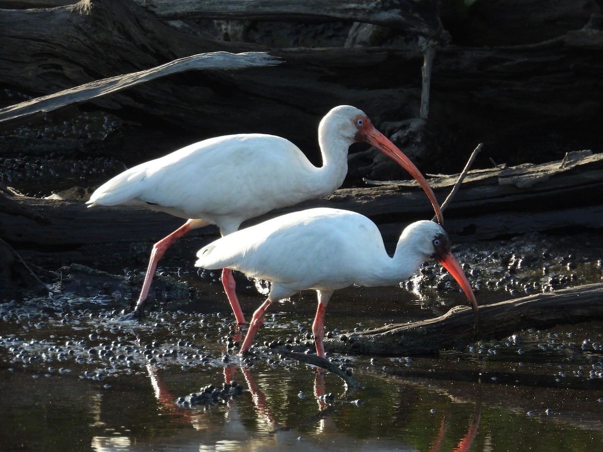 ibis bílý - ML646549974