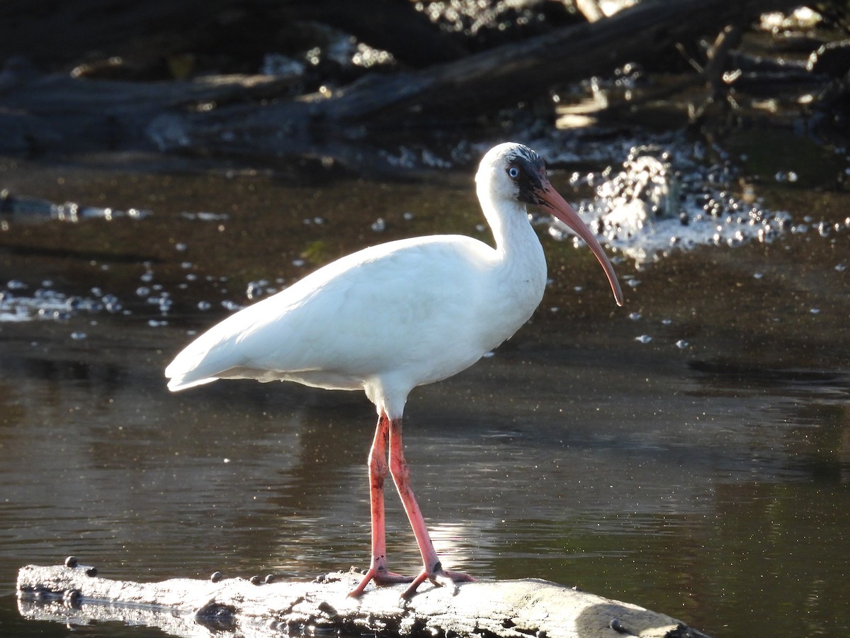 ibis bílý - ML646549975