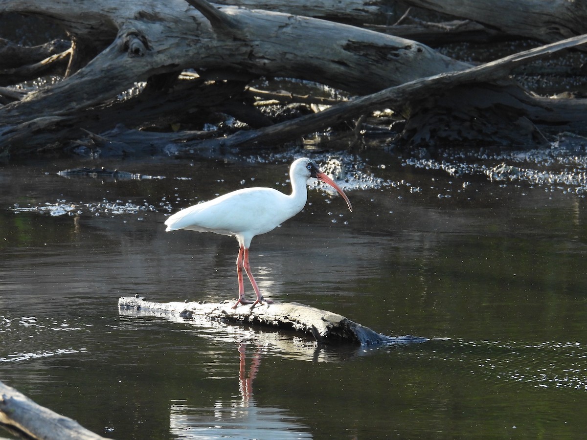 ibis bílý - ML646549976
