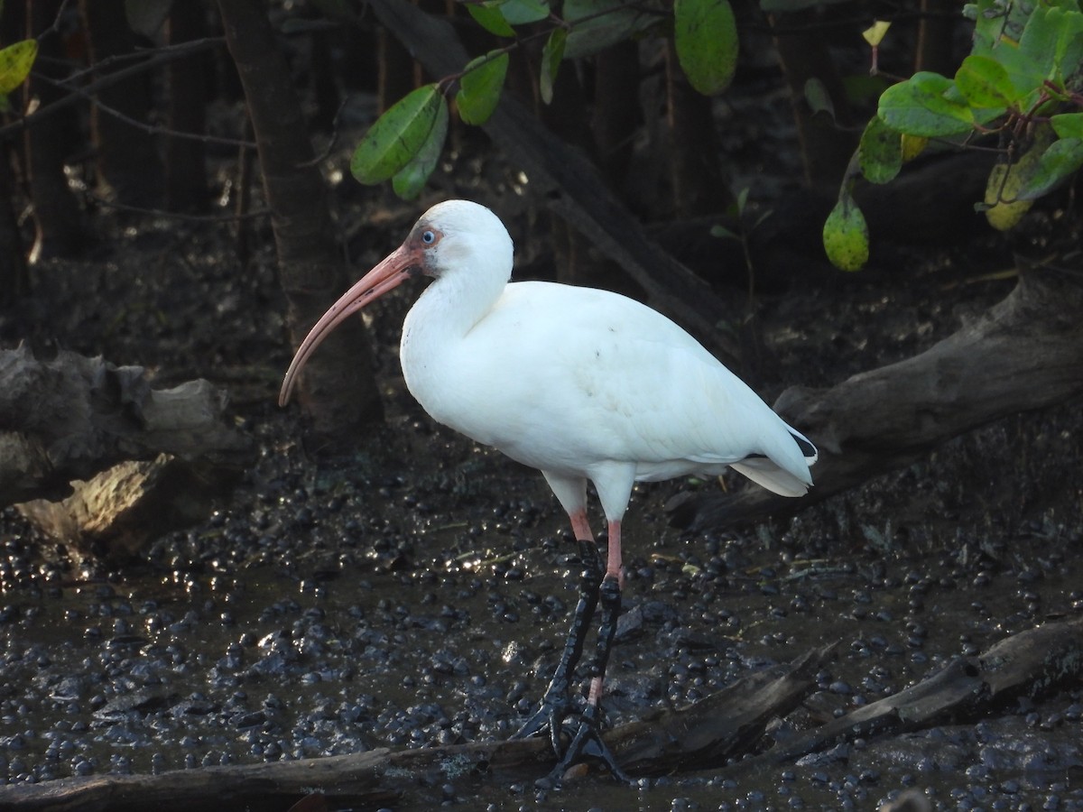 ibis bílý - ML646549977