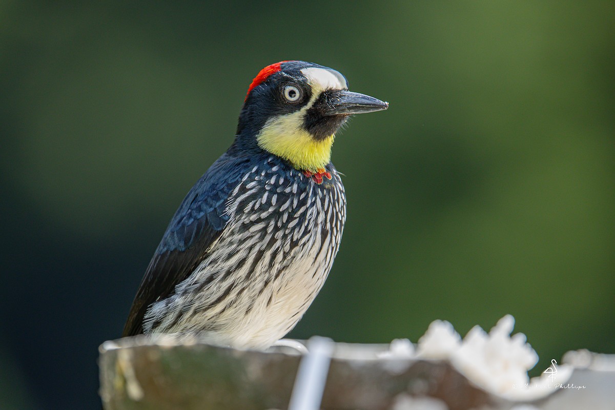 Acorn Woodpecker - ML646549983