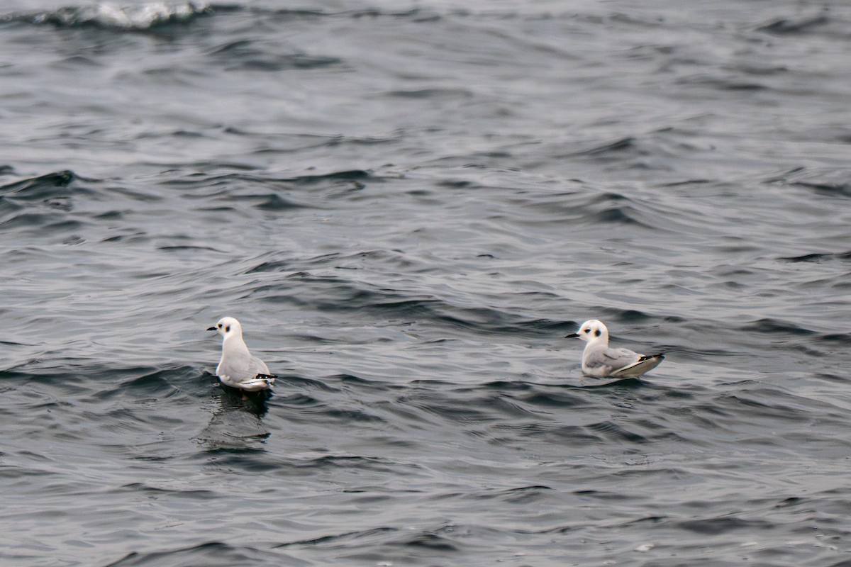 Bonapartemöwe - ML646549984