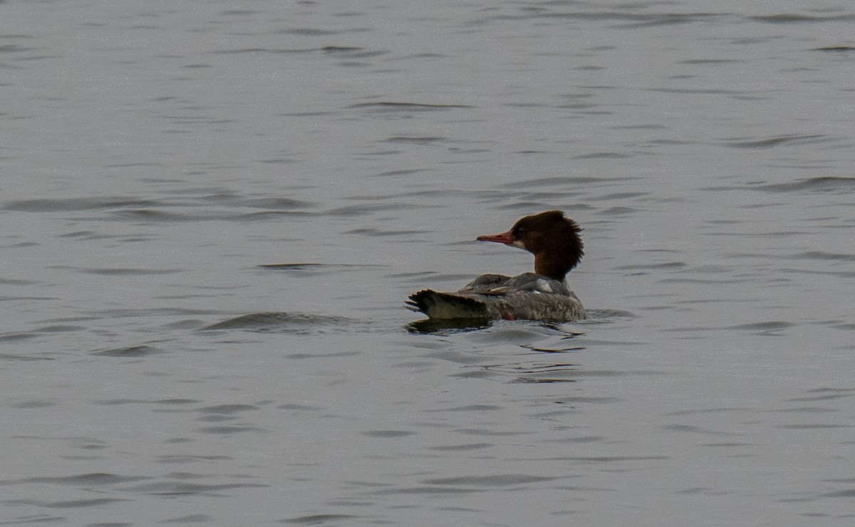 Common Merganser - ML646549985