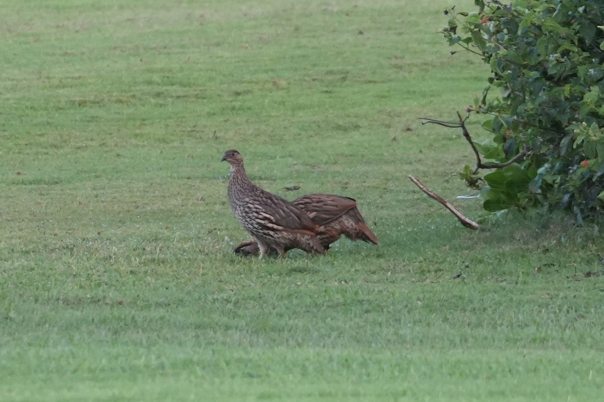 Суданский франколин - ML646549986