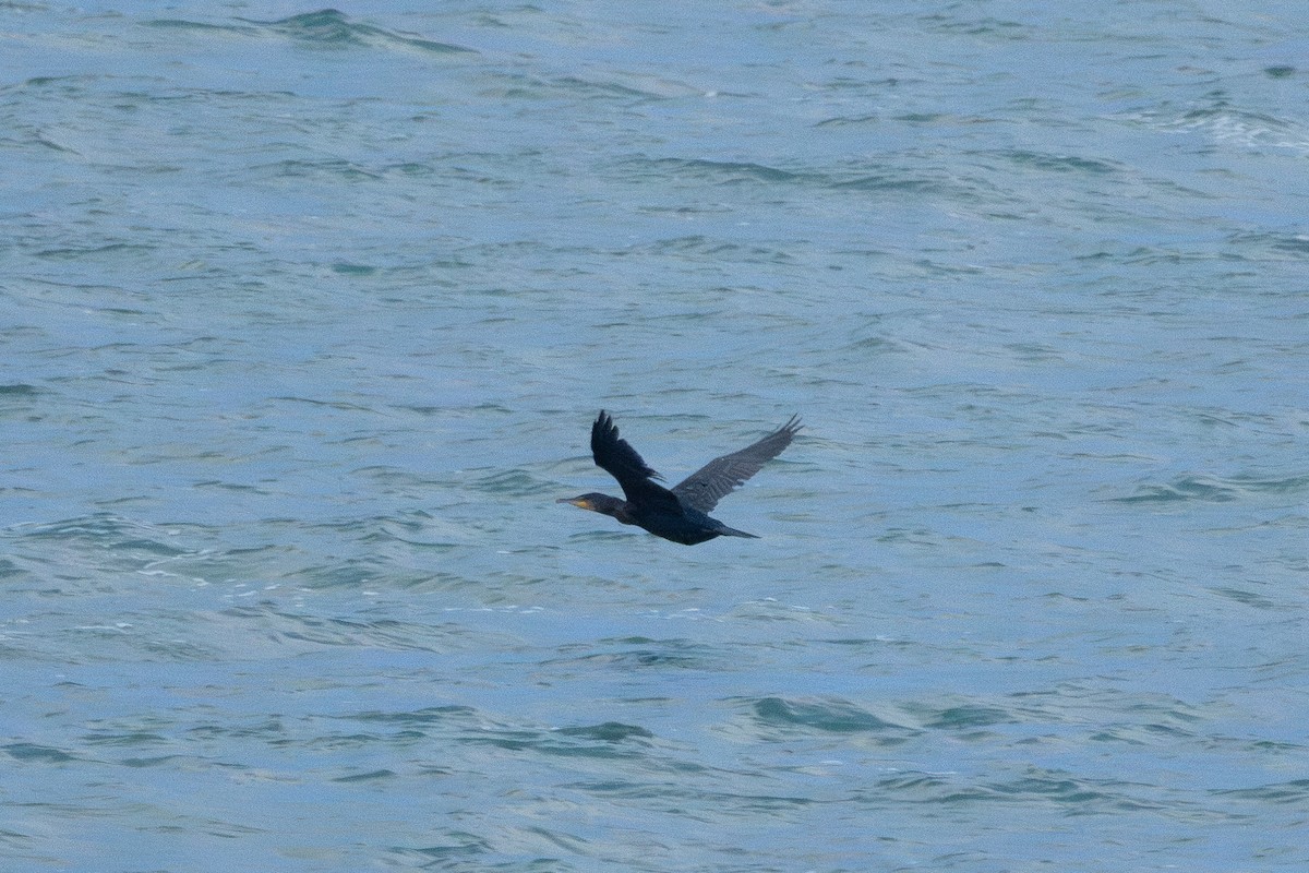 Ohrenscharbe - ML646549987