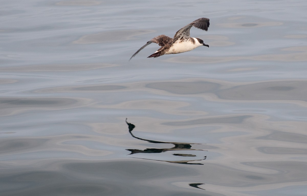 Great Shearwater - ML646549989