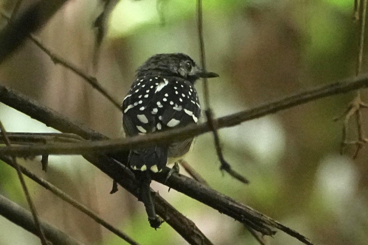 Dot-backed Antbird - ML646549995