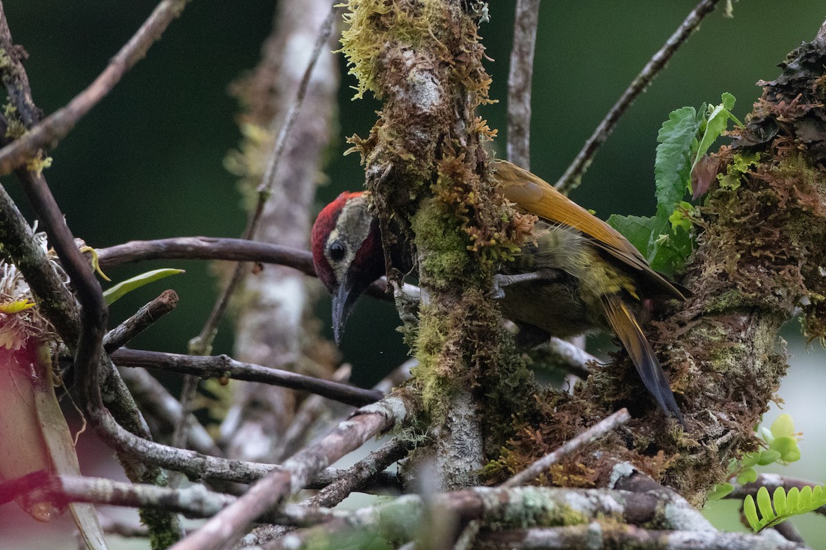 datel olivozlatý [skupina rubiginosus] - ML646549996