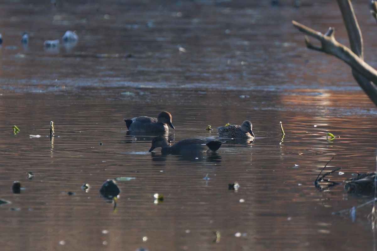 Gadwall - ML646549997