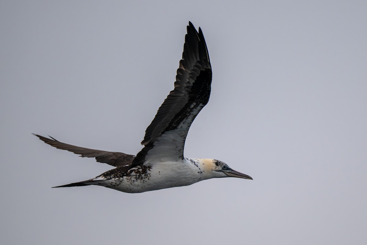 Basstölpel - ML646549998