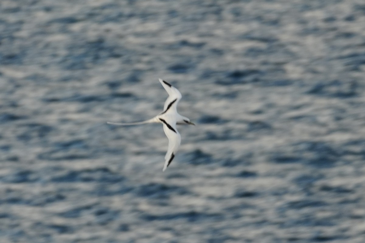 Белохвостый фаэтон - ML646549999