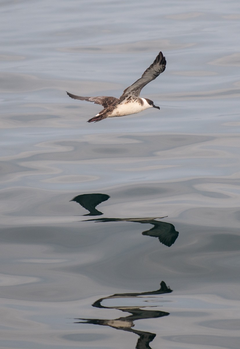 Great Shearwater - ML646550000