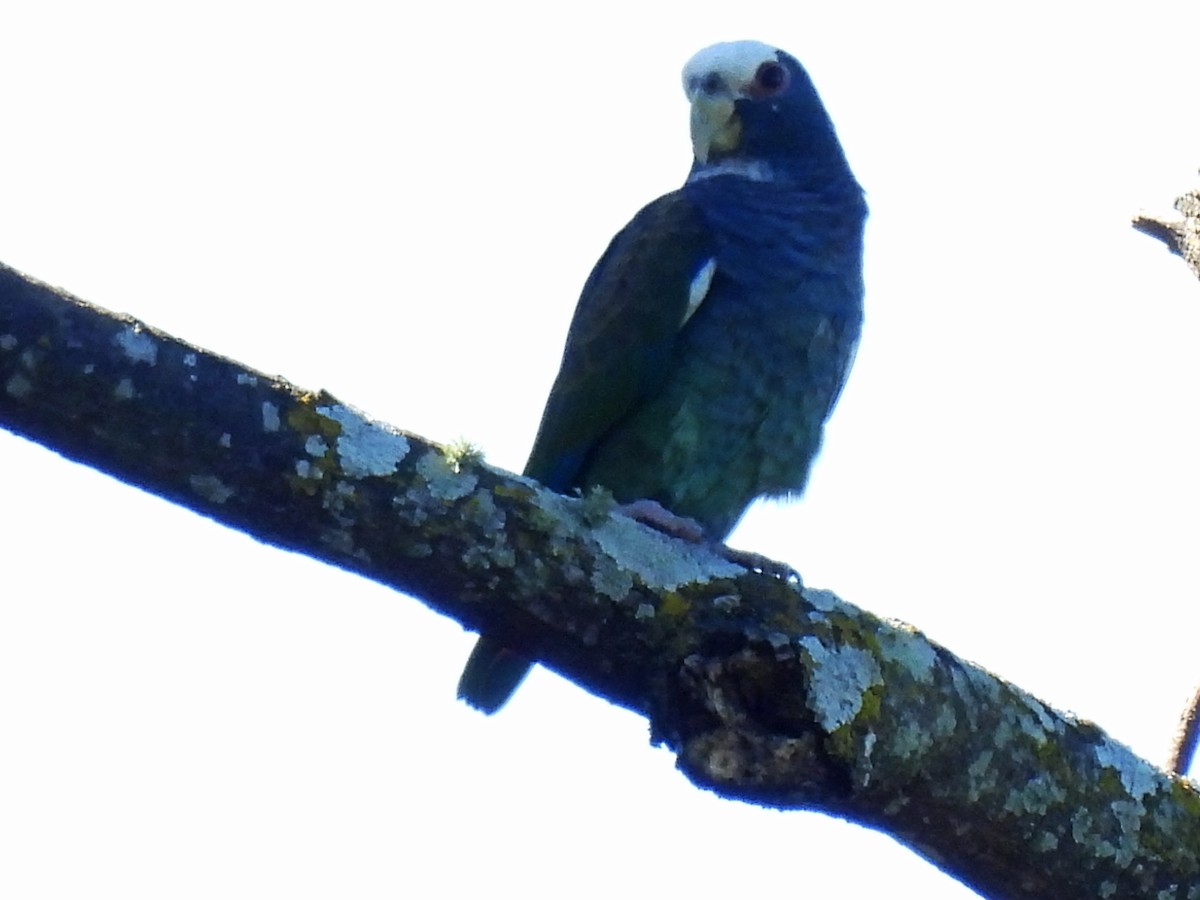 Loro Senil - ML646550003