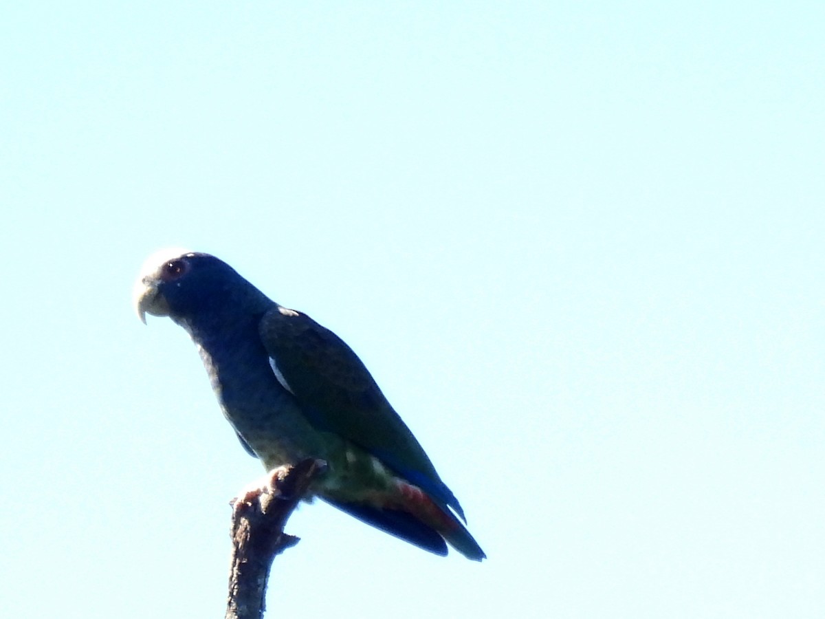 Loro Senil - ML646550004