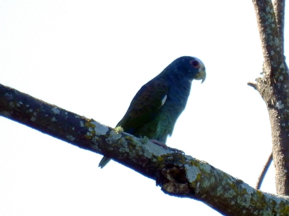 Loro Senil - ML646550005