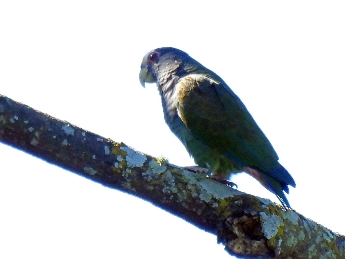 Loro Senil - ML646550006