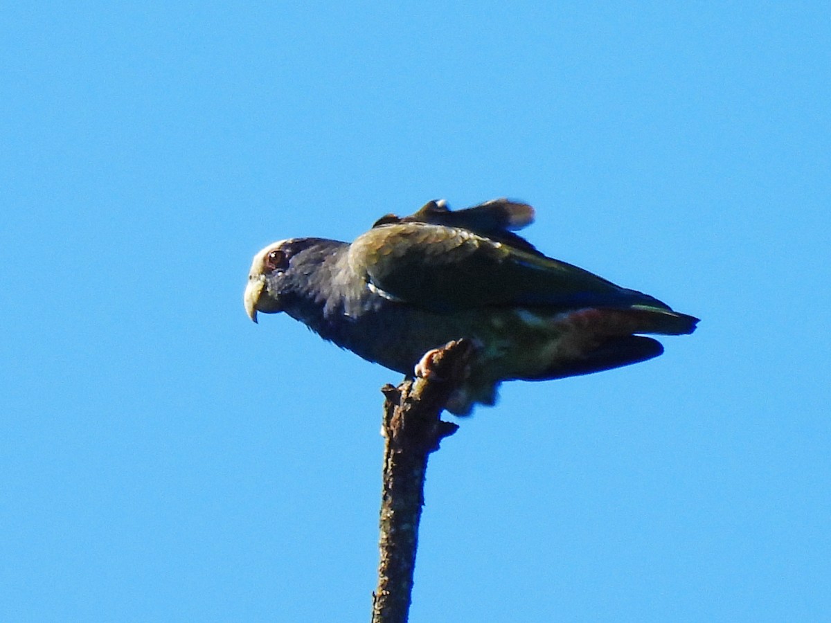 Loro Senil - ML646550007