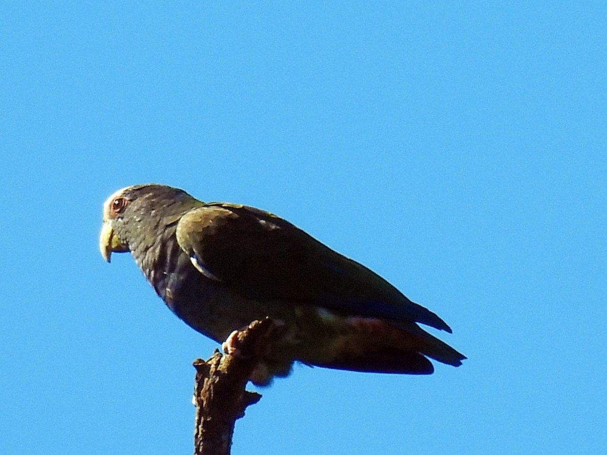 Loro Senil - ML646550008