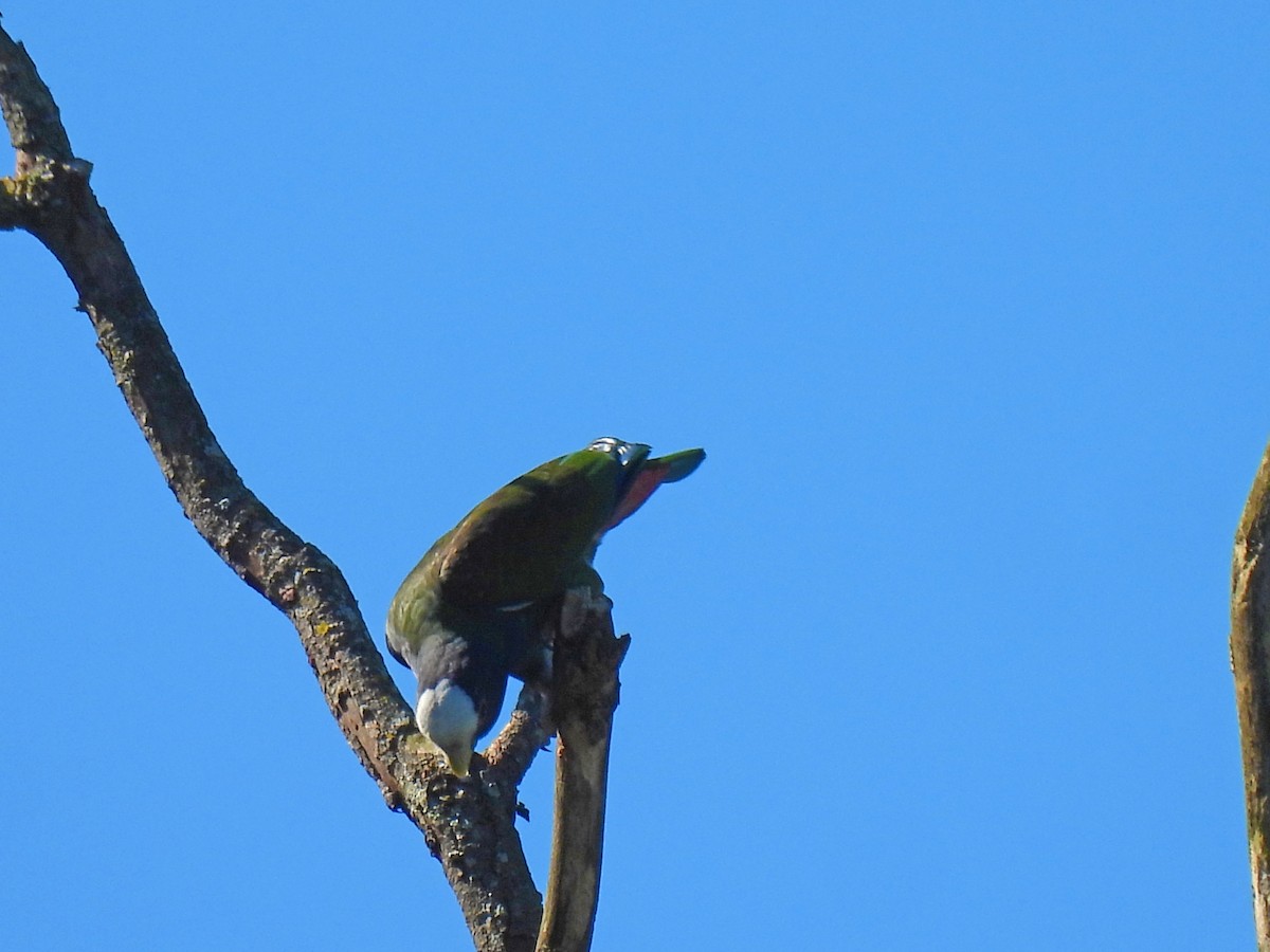 Loro Senil - ML646550009