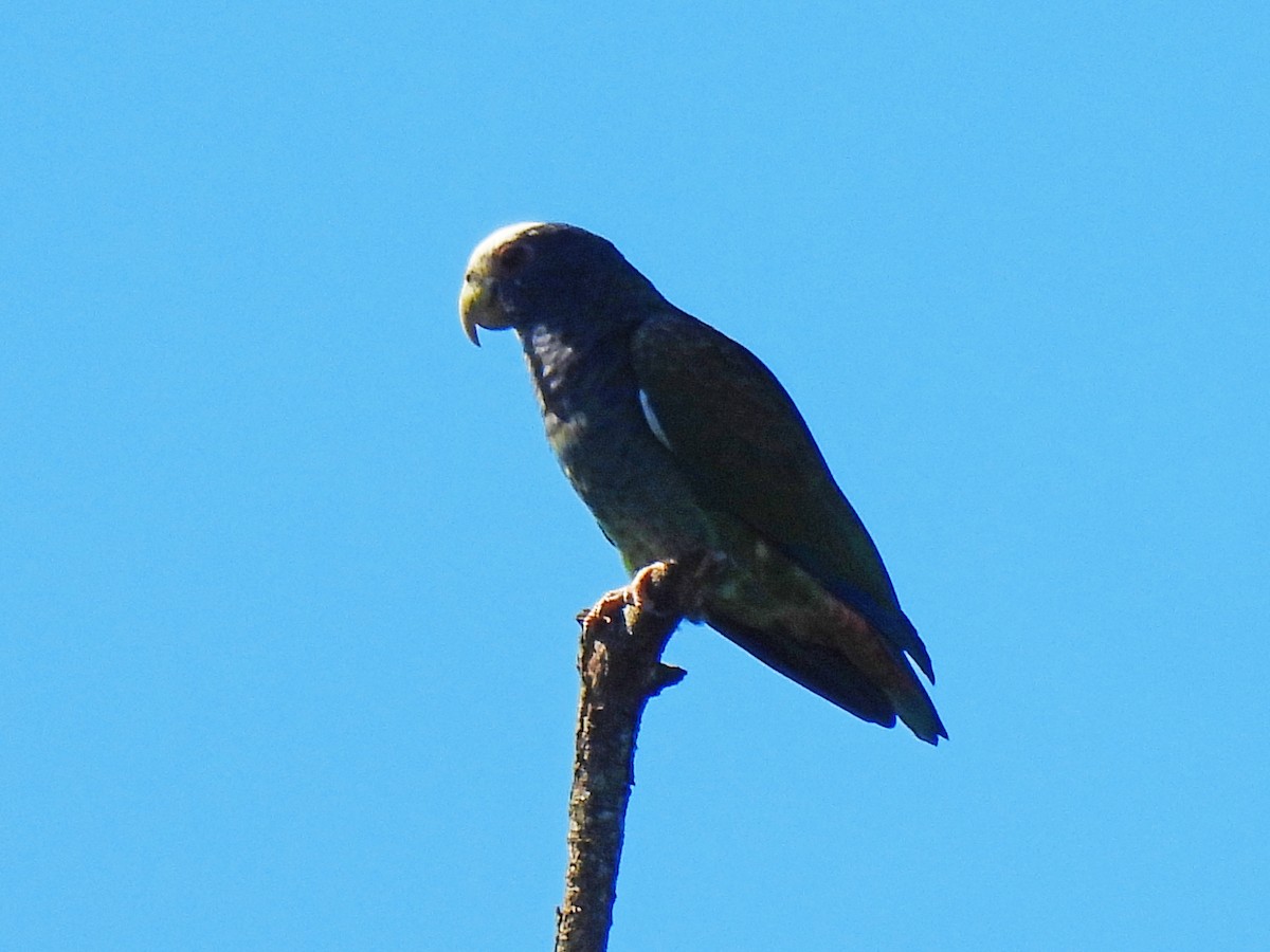 Loro Senil - ML646550010