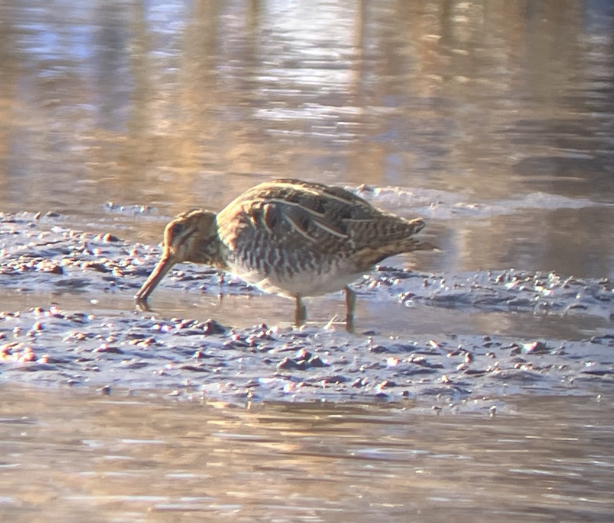 Wilson's Snipe - ML646550015