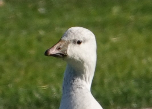 Snow Goose - ML646550016