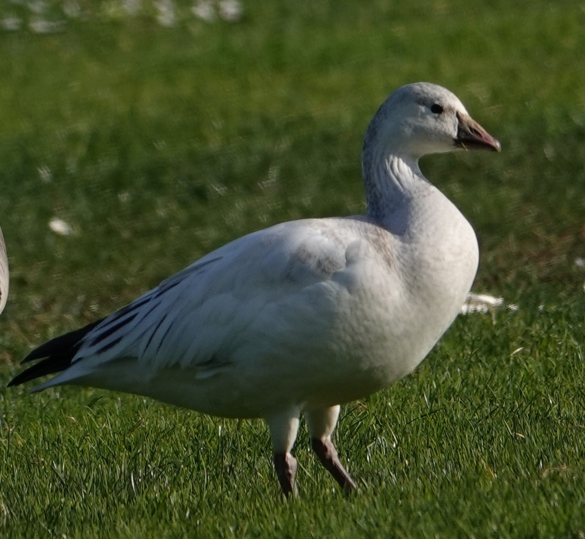 Snow Goose - ML646550017