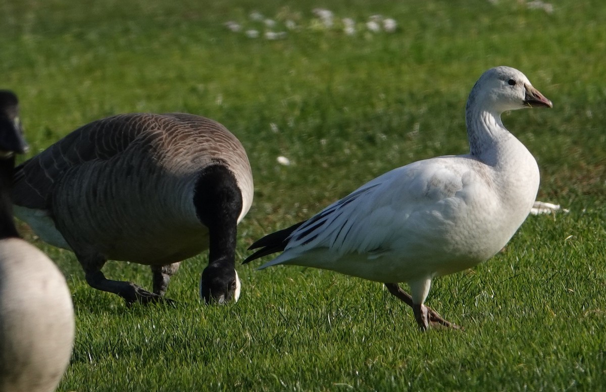 Snow Goose - ML646550018