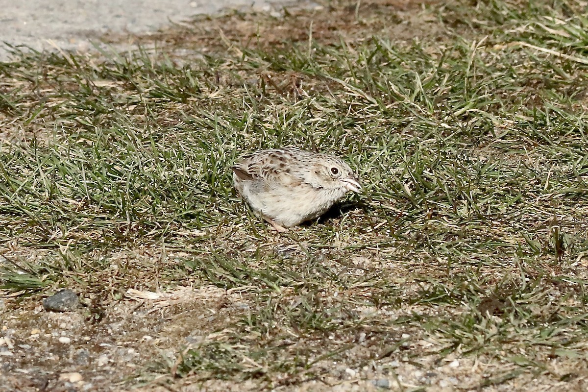 Cassin's Sparrow - ML646550019