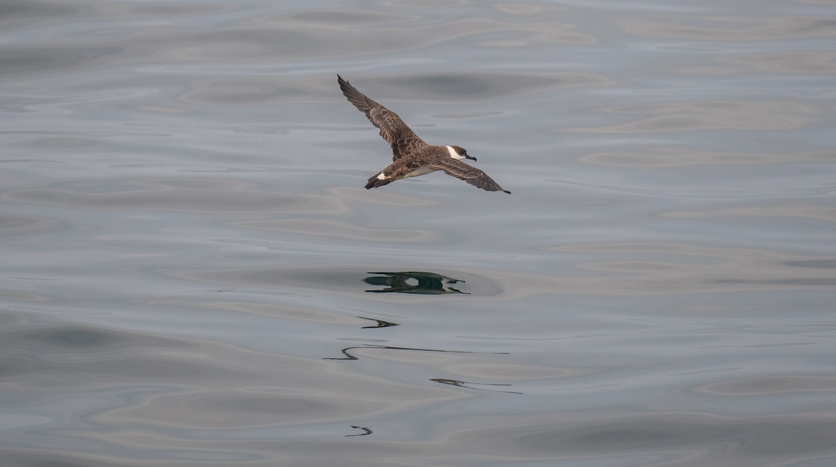 Great Shearwater - ML646550020