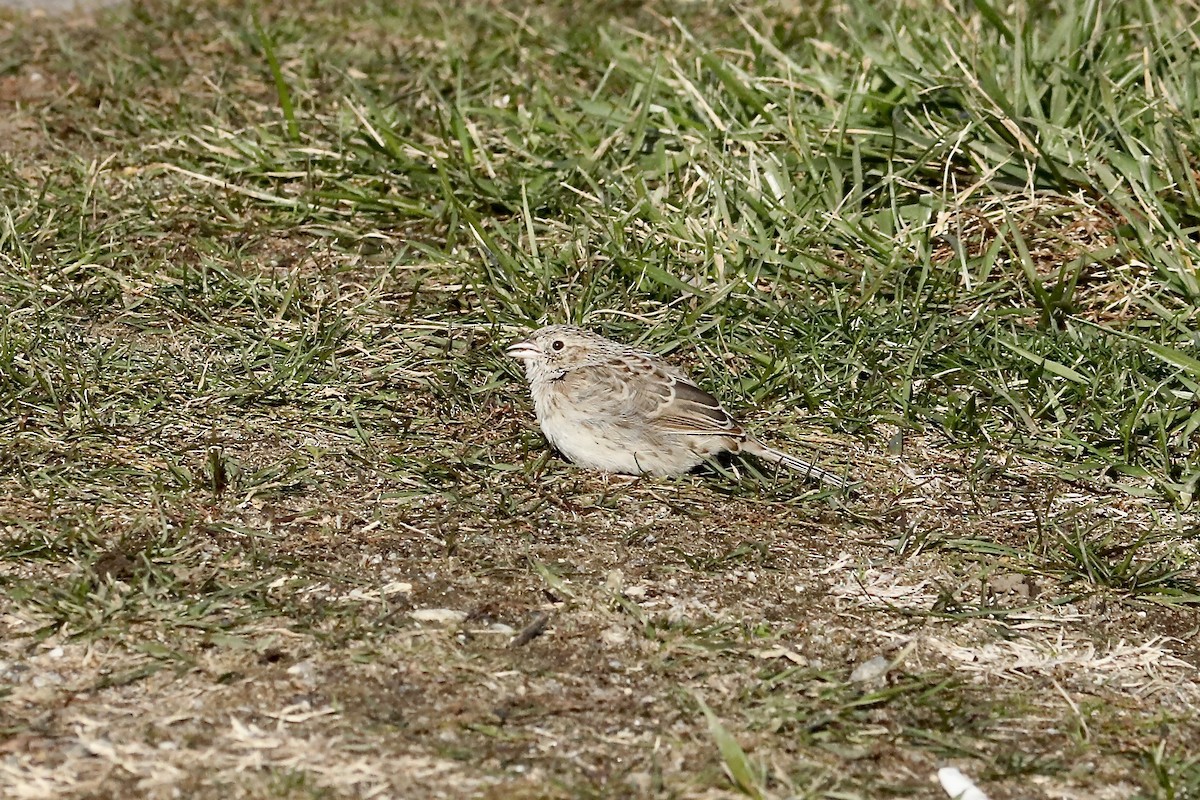 Cassin's Sparrow - ML646550023