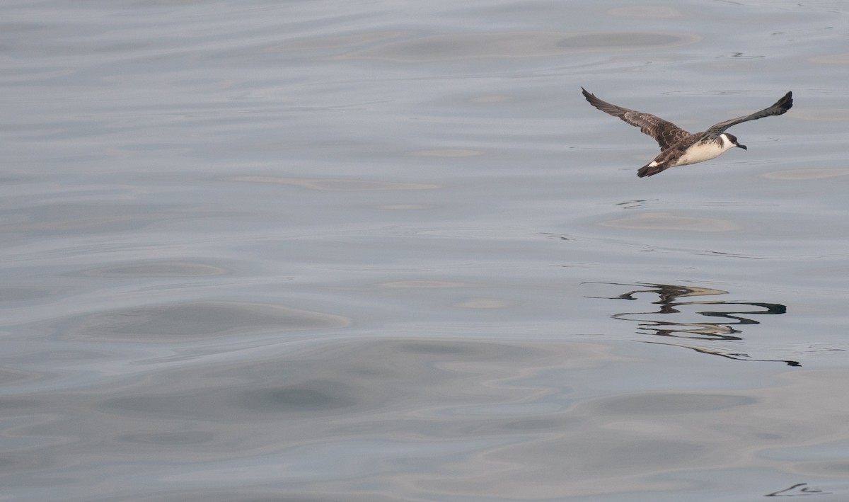 Great Shearwater - ML646550024