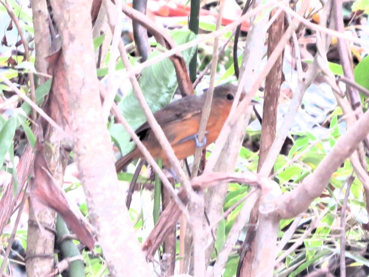 Grisin sombre - ML646550025