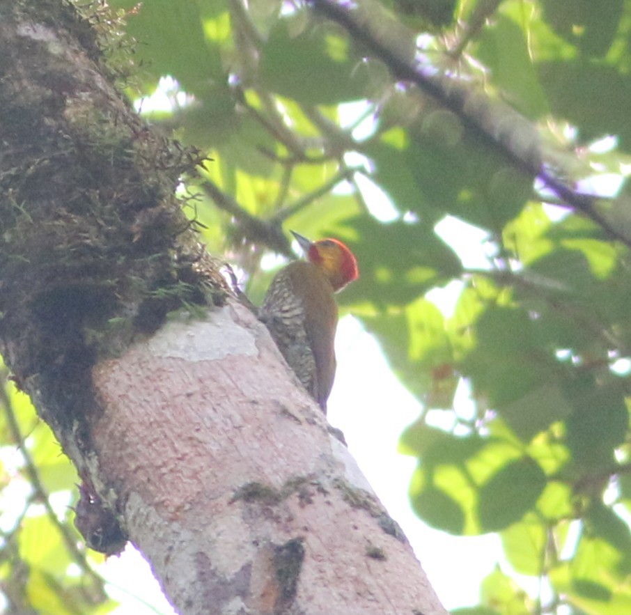White-throated Woodpecker - ML646550026