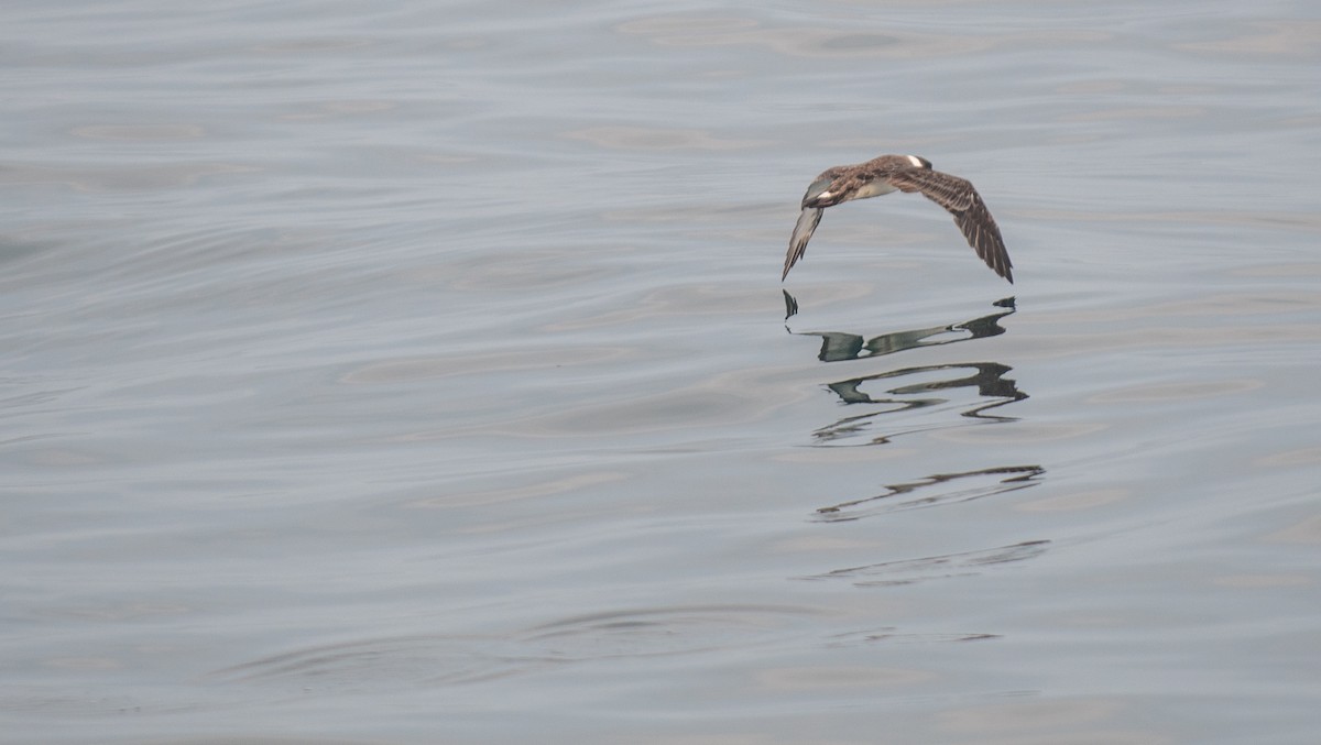 Great Shearwater - ML646550029