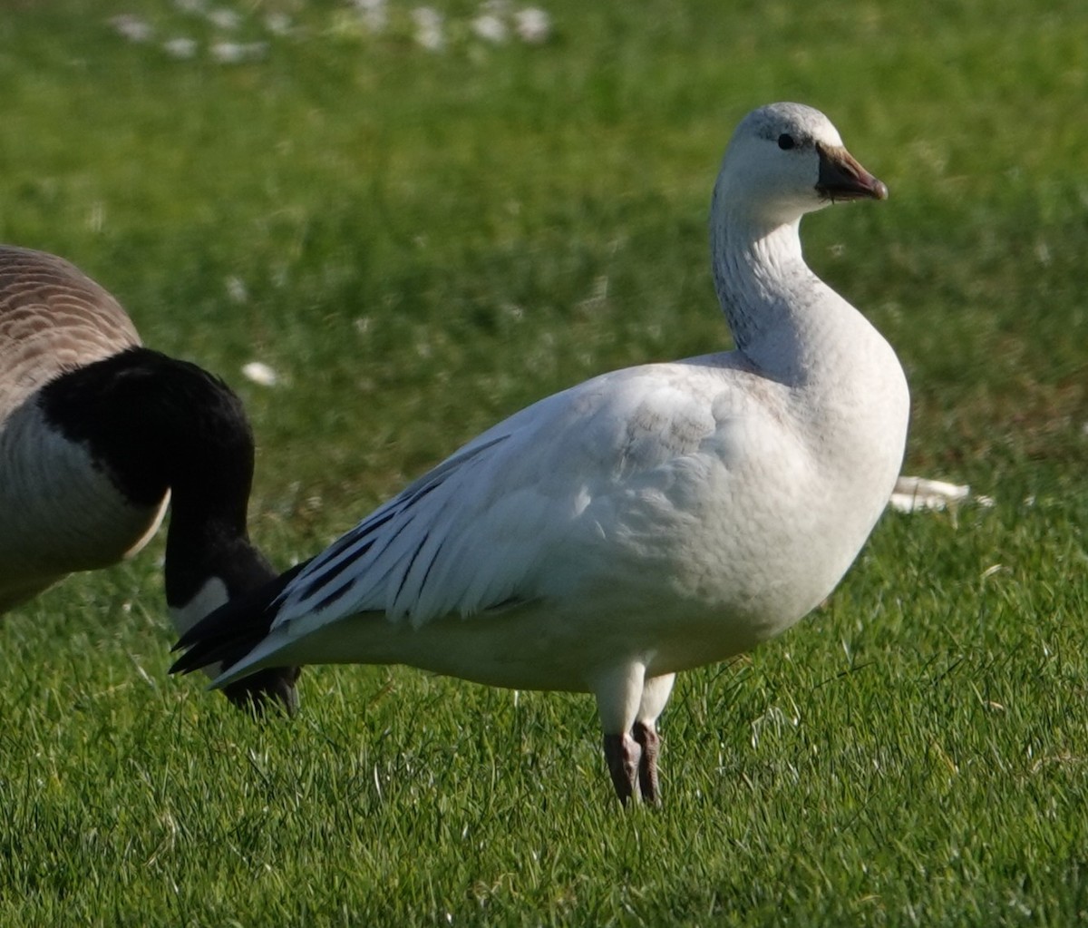 Snow Goose - ML646550031