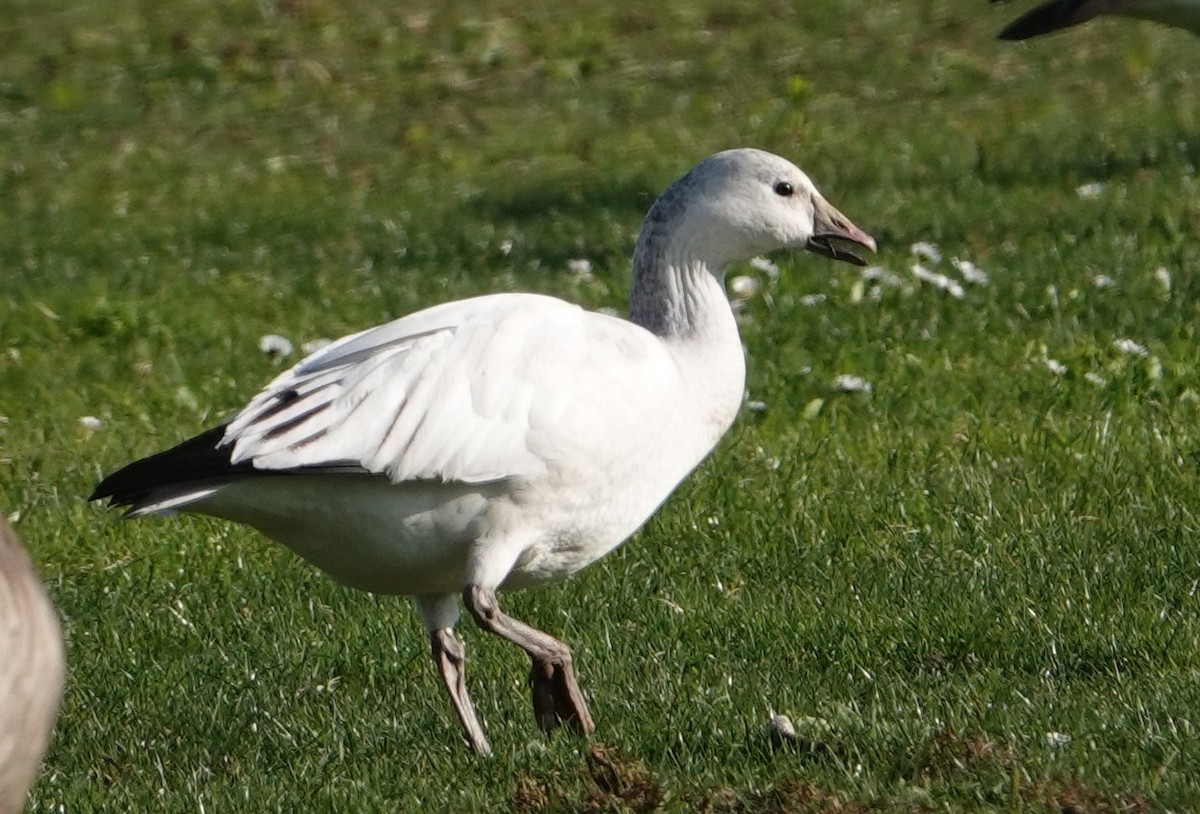Snow Goose - ML646550032