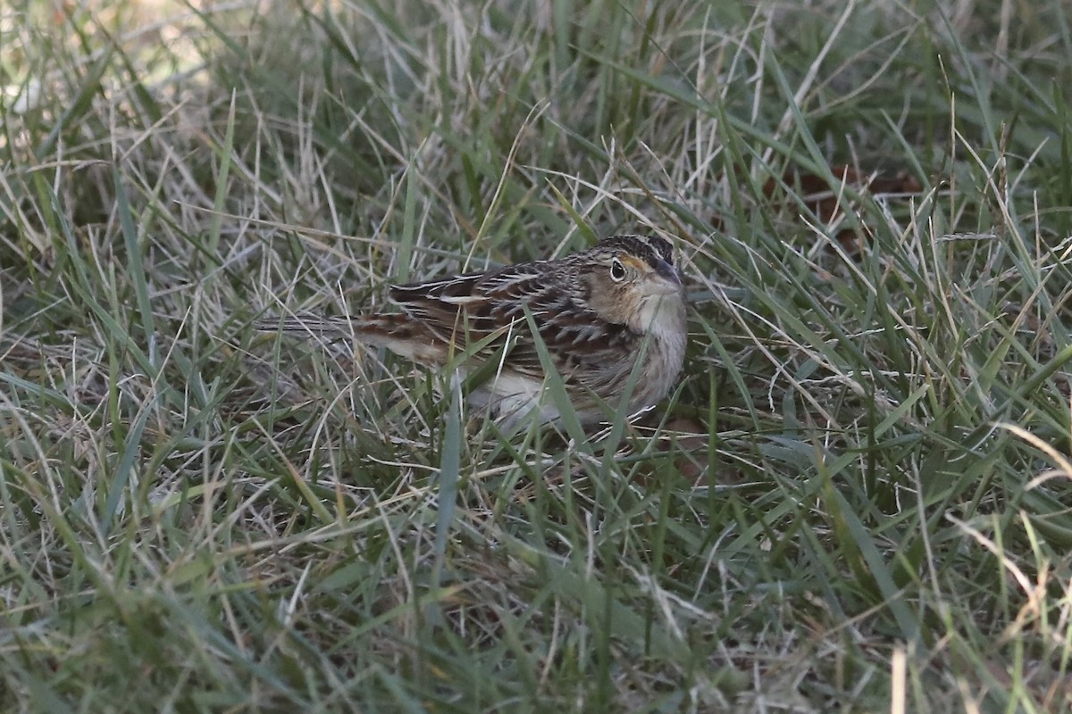 Grasshopper Sparrow - ML646550033