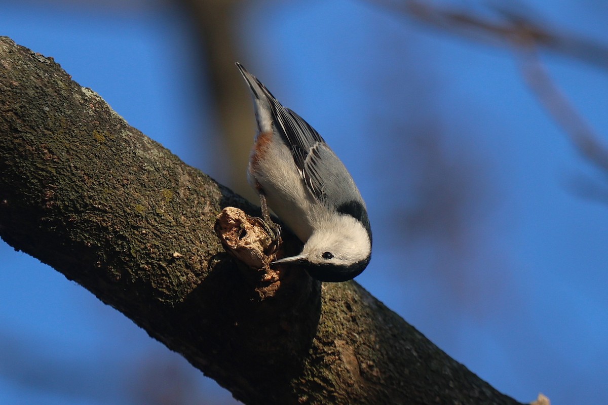 White-breasted Nuthatch - ML646550035