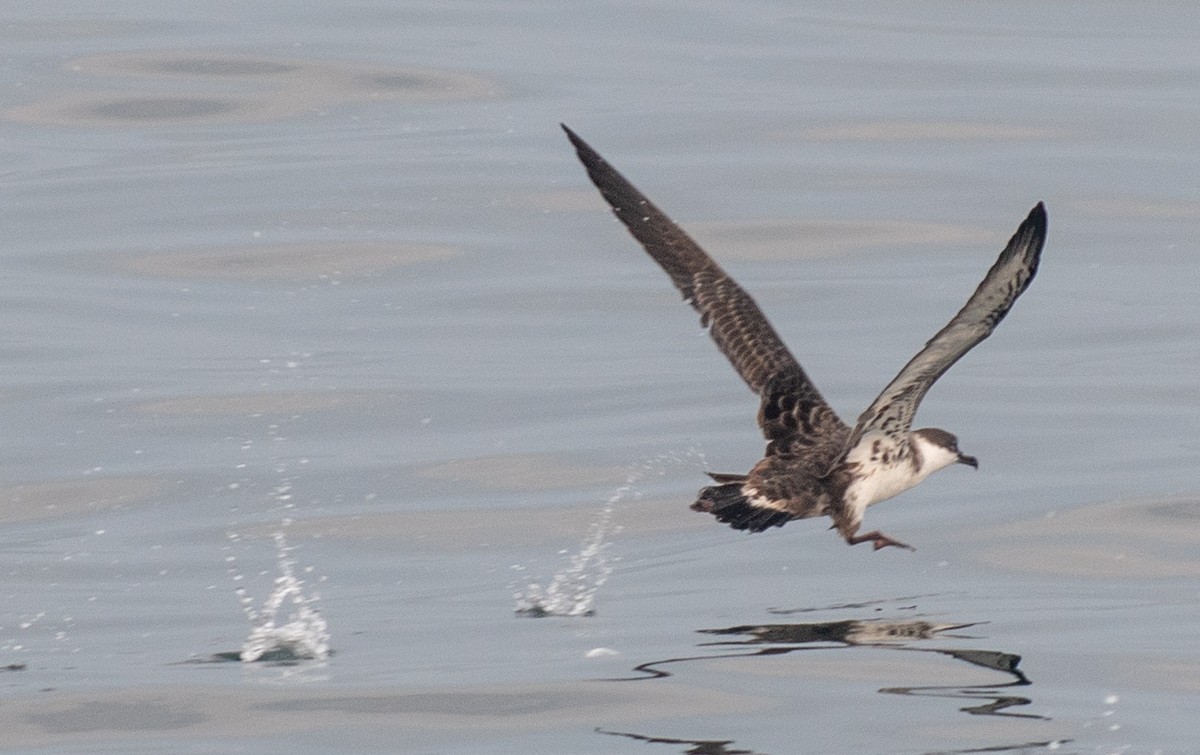 Great Shearwater - ML646550039