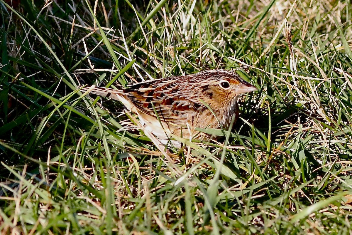 Grasshopper Sparrow - ML646550040