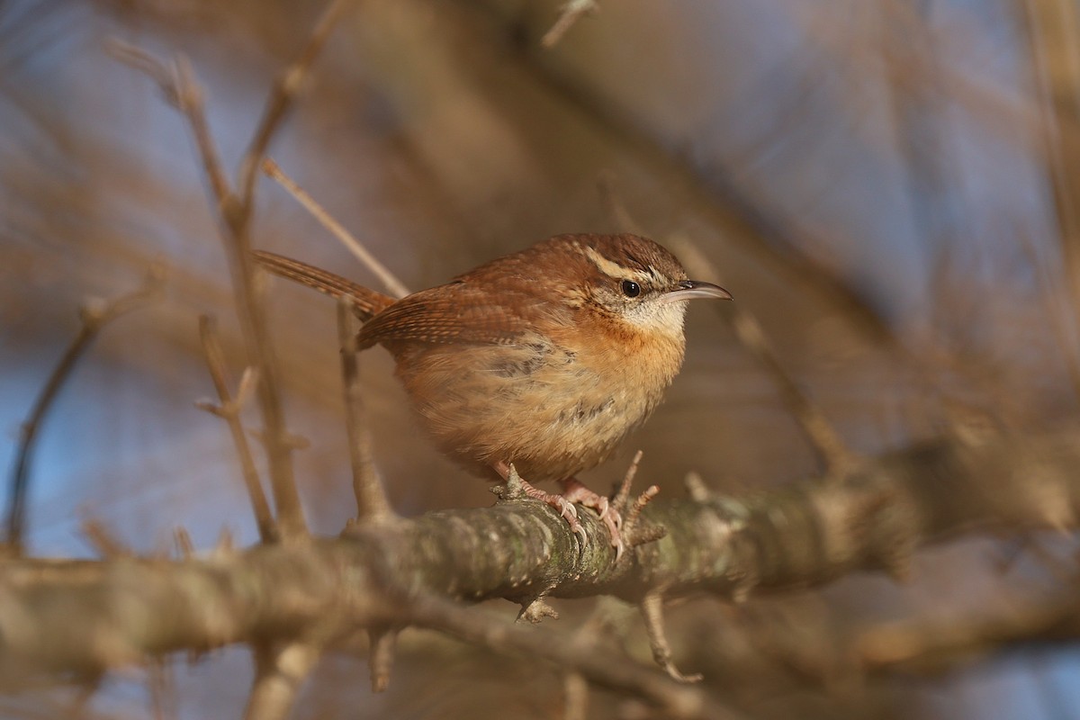 Carolina Wren - ML646550041