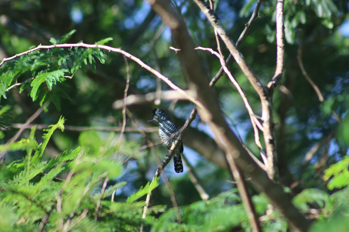 Barred Antshrike - ML646550043