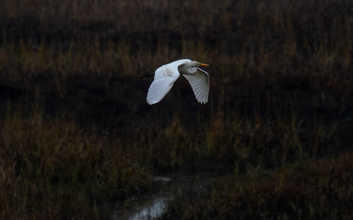 Great Egret - ML646550046