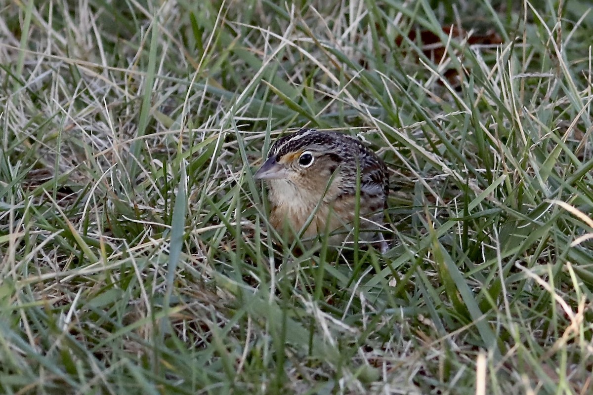 Grasshopper Sparrow - ML646550047