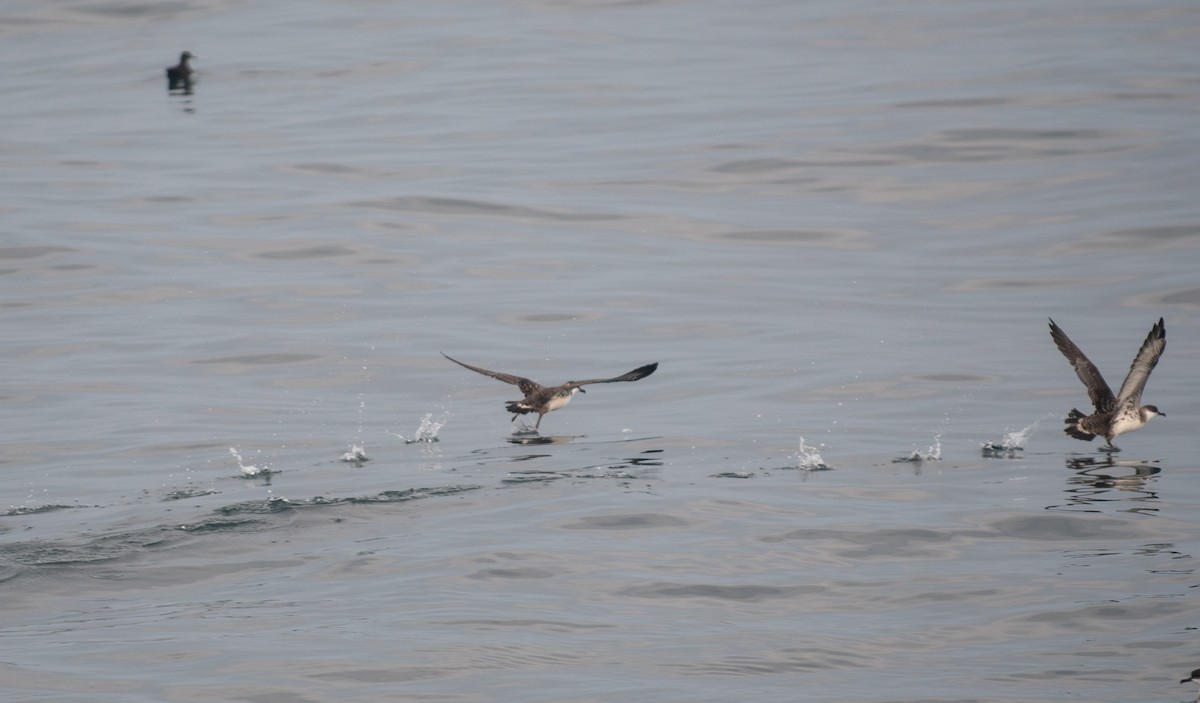 Great Shearwater - ML646550048