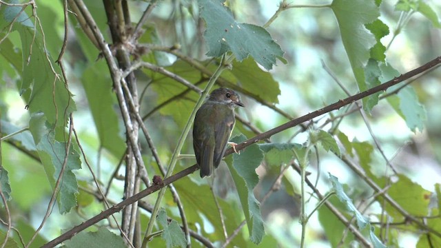 Pale-yellow Robin - ML646550049